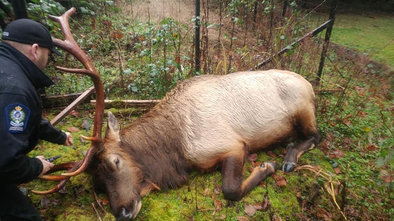 bob the elk
