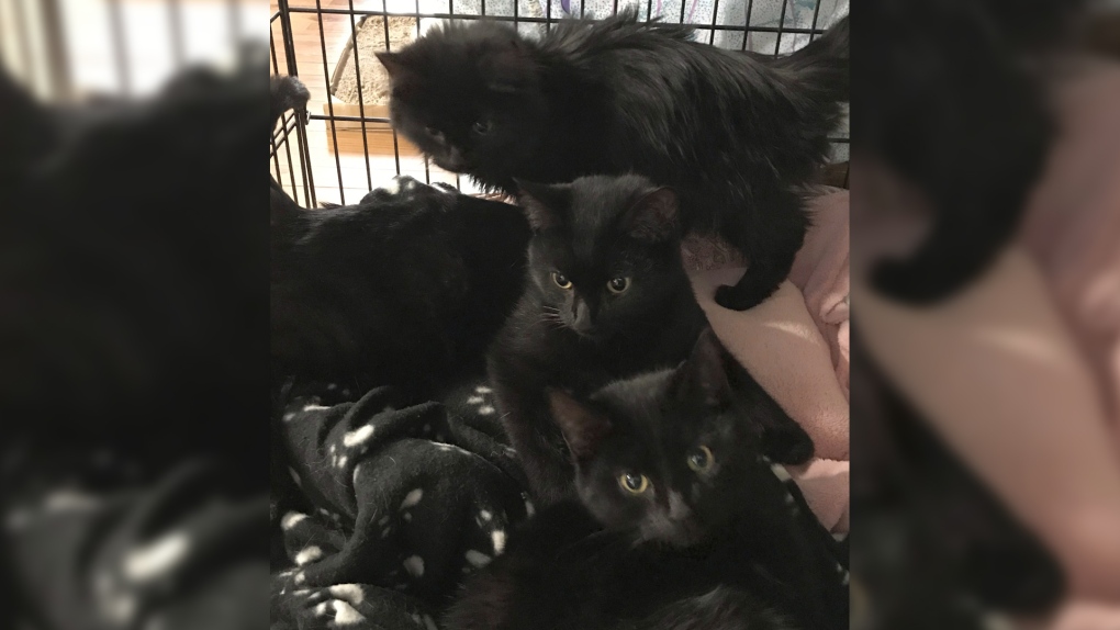 Kittens rescued