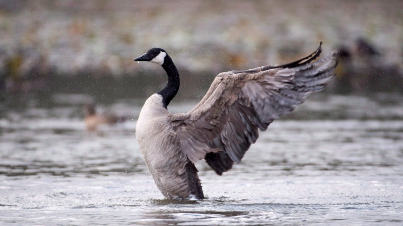 A Canada goose shakes his feathers as he swims in Burnaby Lake in Burnaby, B.C. Monday, Nov. 5, 2018. (THE CANADIAN PRESS /Jonathan Hayward)