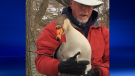 Brian Salt of Salthaven Wildlife Centre cares for a goose at Springbank Park on Thursday, Jan. 17. 2019.
(Photo courtesy of Debbie Park) 