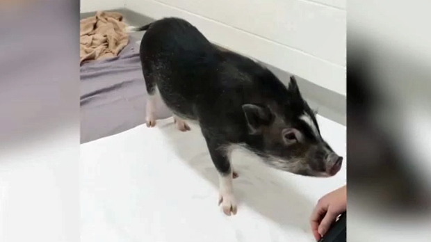 Hamlet the pig - found in Bridgeland