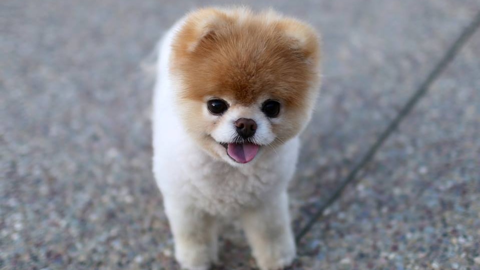 Cutest Dog Ever Boo 2024