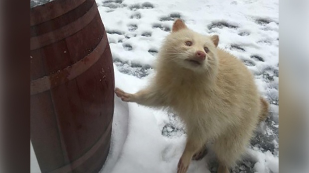 A rare albino raccoon is seen in Seaforth, Ont. on Thursday, Jan. 25, 2019. (Source: Tracy Nash)