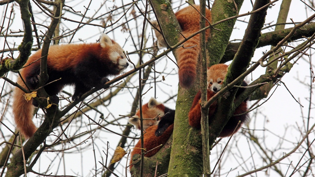 Red pandas