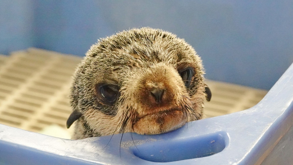 Seal pup rescued