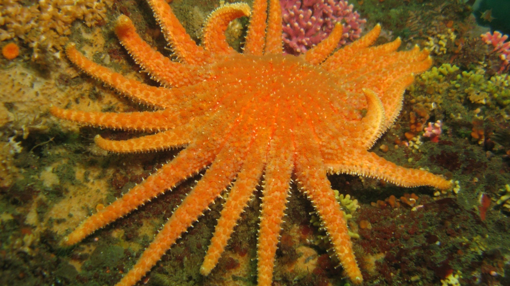 A sunflower starfish