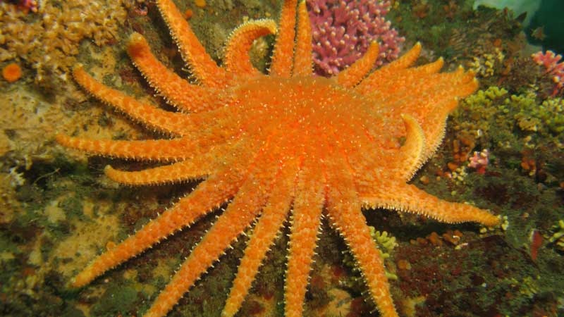 Sunflower starfish