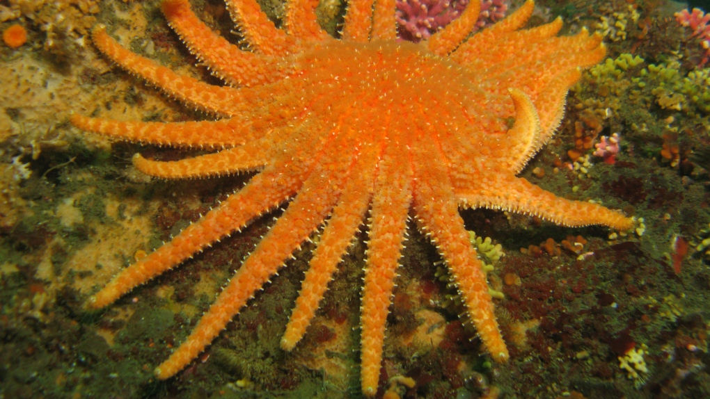 Pacific sea star die-off