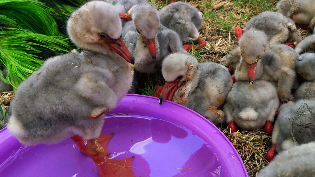 Rescued flamingo chicks