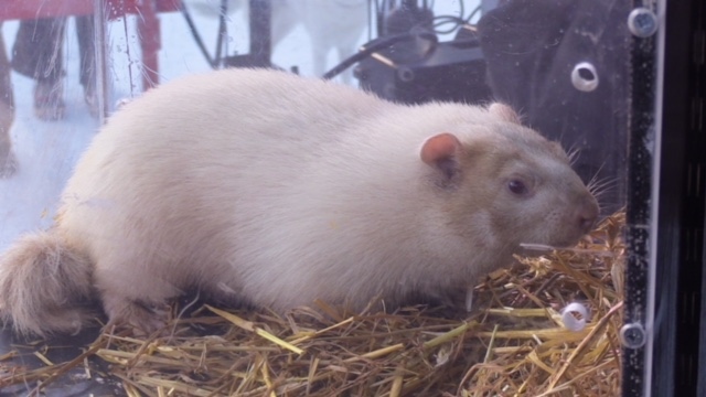 The famous albino groundhog will make his prediction bright and early Saturday morning.