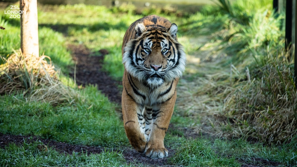 London Zoo tiger