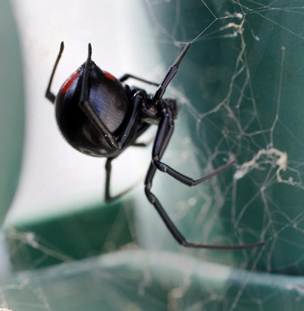 A female Black Widow spider waits in her web in Metairie on Friday, June 2, 2006. The markings on Northern Black Widow spiders differ in that the two triangles do not touch to form the classic hourglass shape. (AP / Alex Brandon)