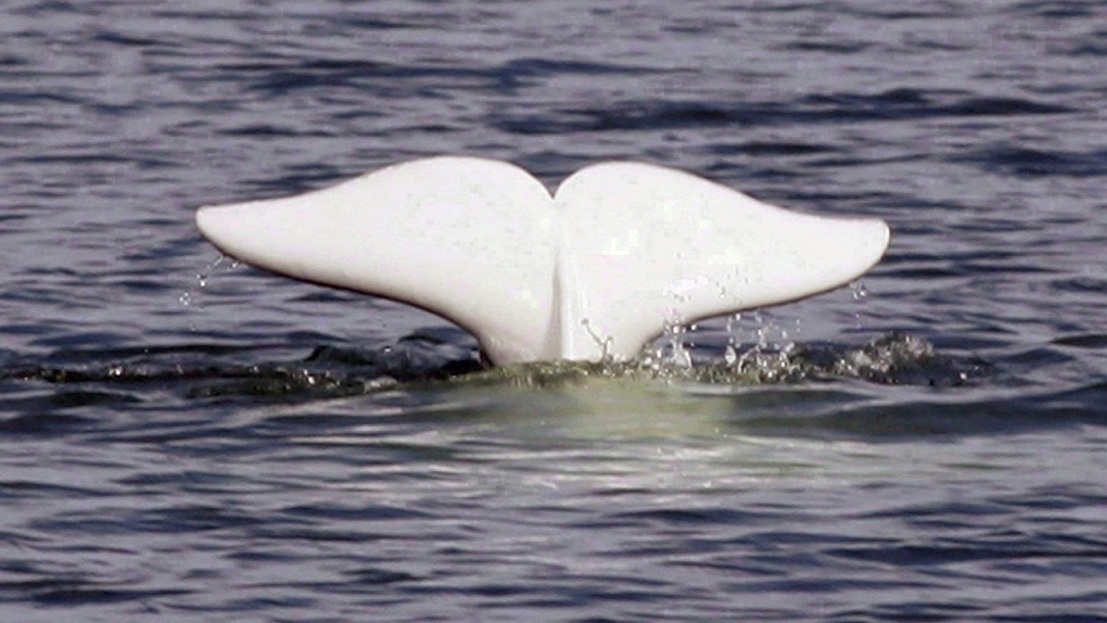 beluga whale 