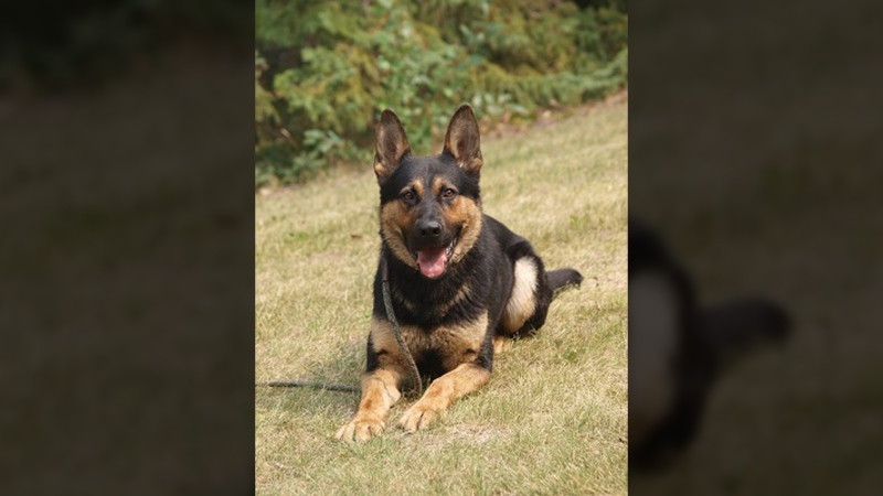 A constable and RCMP police dog "Juice" approached the suspect, David Cochrane, arrested him and took him into police custody.