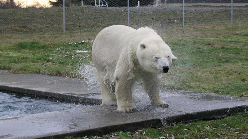 Abbotsford polar bear
