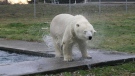 Polar bear Agee is shown on the set for the film 'Arctic' in a handout photo. THE CANADIAN PRESS/HO-Mark Dumas MANDATORY CREDIT