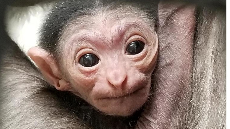 Assiniboine Park Zoo welcomed a new baby gibbon.