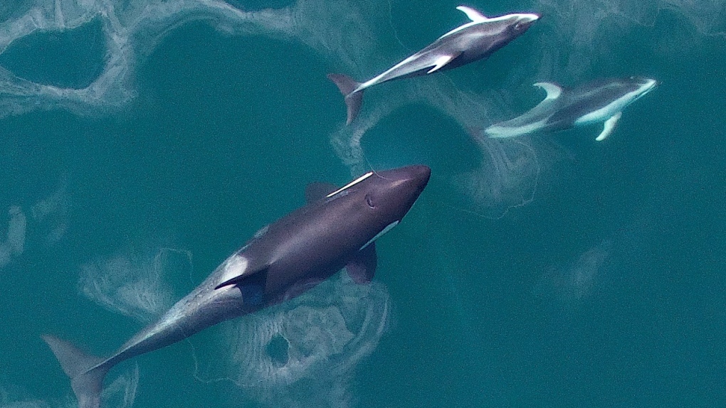 Killer whale and two dolphins
