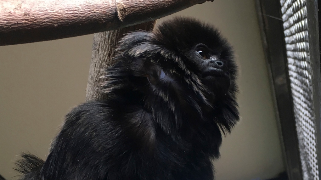 Kali, a 12-year-old rare Goeldi's monkey
