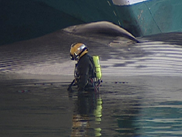 A diver inspects the carcass of a whale, which was impaled on the bow of a cruise ship that docked in Vancouver, Saturday. July 25th, 2009.