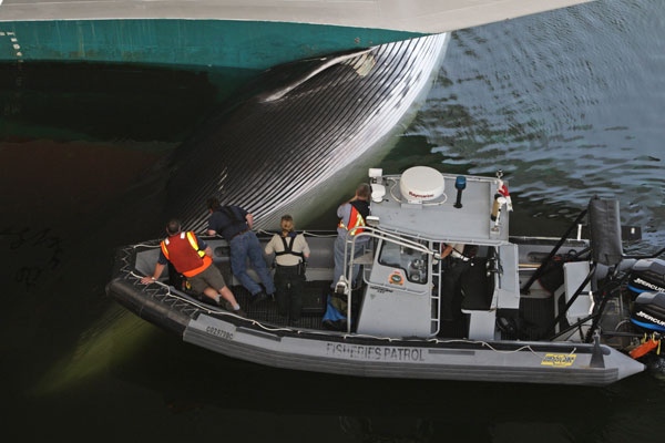Department of Fisheries and Oceans officials look at the carcass of a whale lodged at the bow of a Princess Cruise Lines ship after docking in Vancouver, B.C., on Saturday July 25, 2009. (Darryl Dyck / THE CANADIAN PRESS)