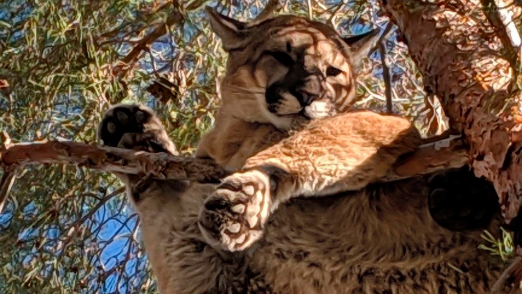 Mountain lion in tree
