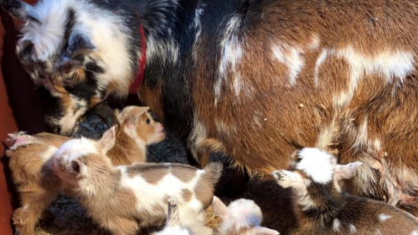 Baby goats born at Beacon Hill Children's Farm