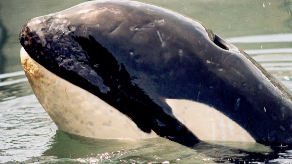 Killer whale calf