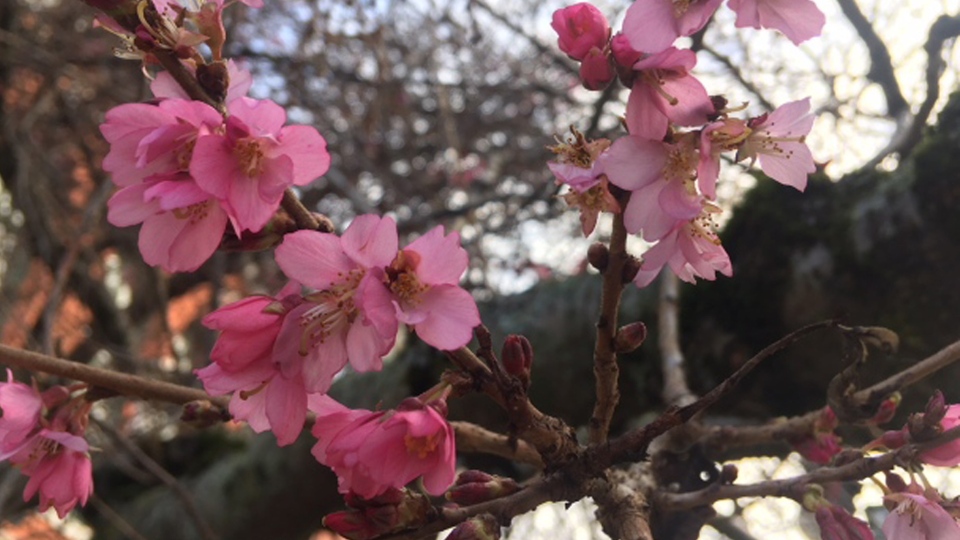 Cherry Blossoms Could Be Chopped In New Victoria Plan Ctv News