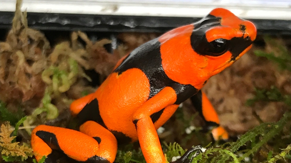 Red-banded poison frog