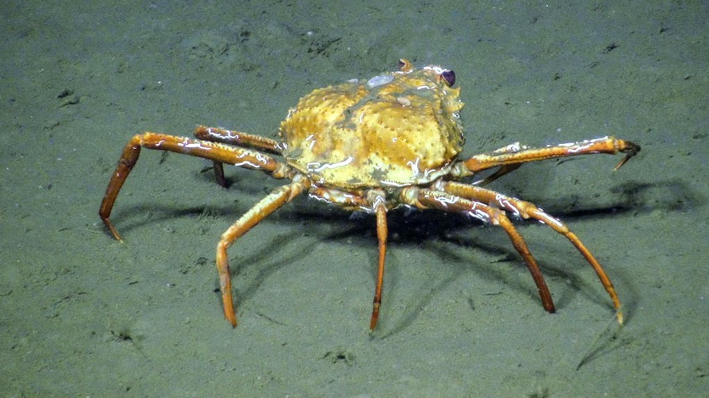 crab eating methane ocean