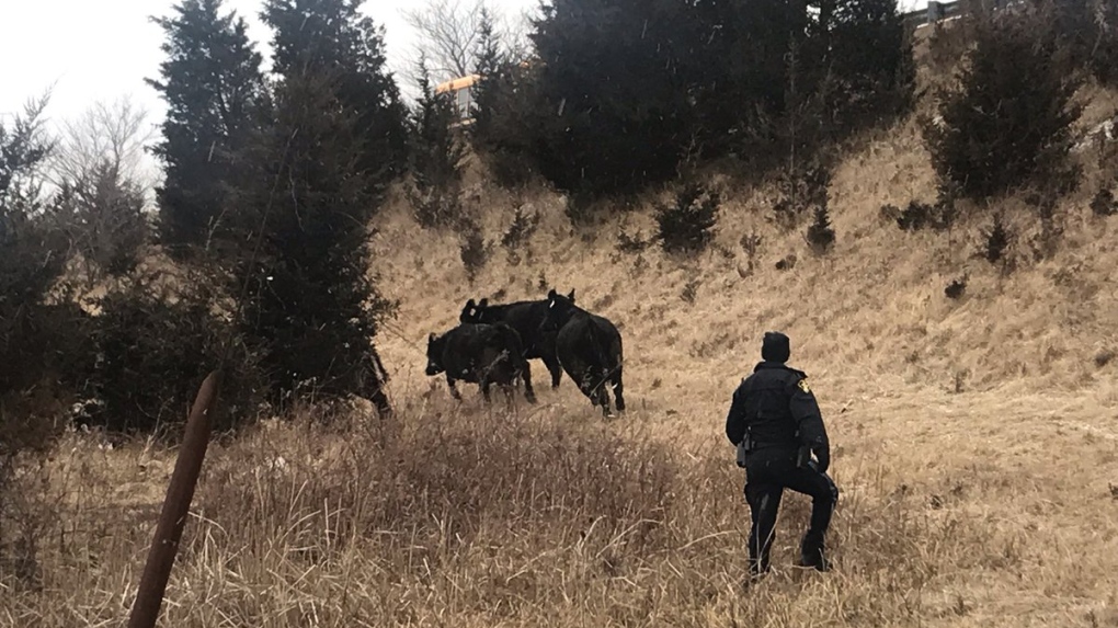 Cows and cops