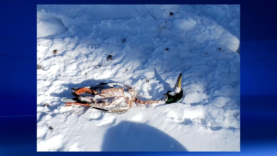 Elliston Park - dead duck