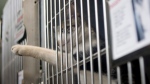 A caged cat reaches out it's paw inside the Toronto Humane Society building on Friday November 27, 2009. THE CANADIAN PRESS/Chris Young