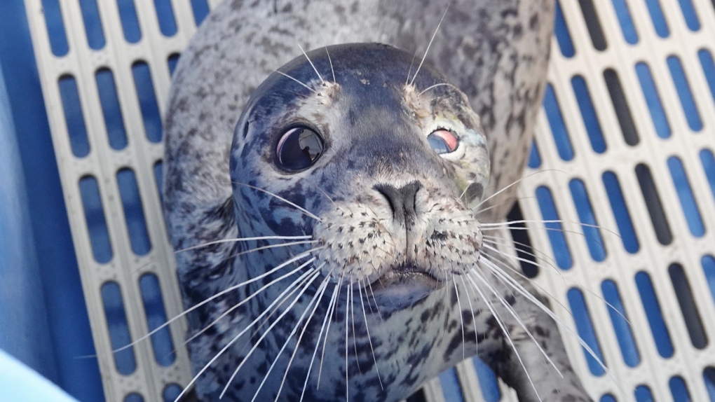 Seal recovering after being found shot on Kits