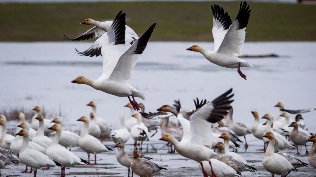 Booming snow goose population affecting shorebird habitat in Nunavut