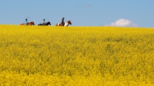 A woman and two young girls ride horses through a canola field near Cremona, Alta., Tuesday, July 16, 2013. THE CANADIAN PRESS/Jeff McIntosh