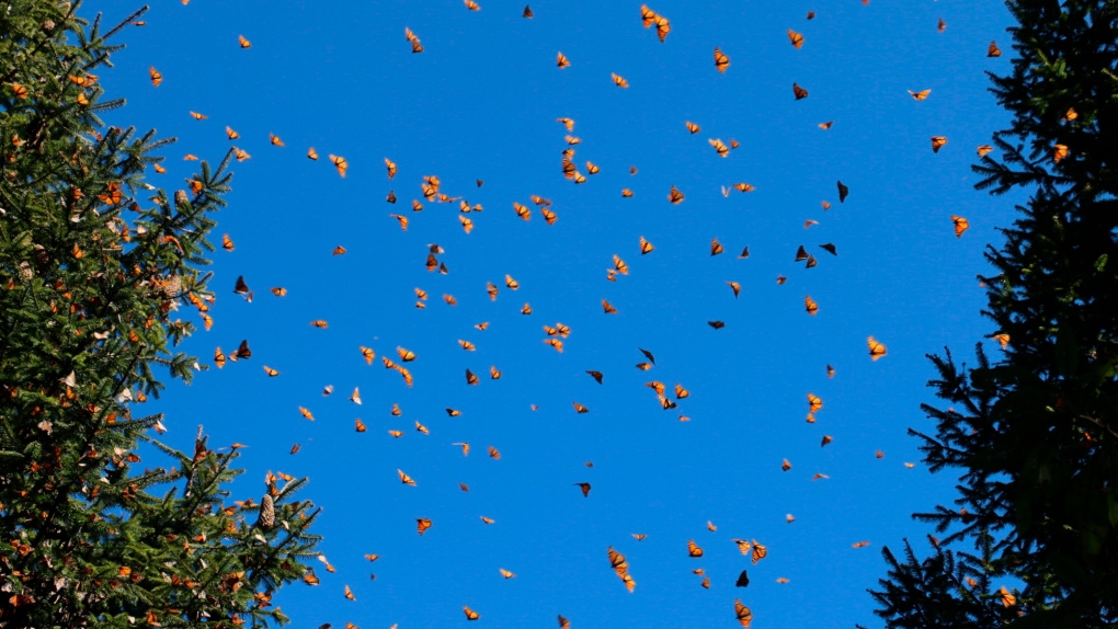 Cerro Pelón Monarch Butterfly Sanctuary