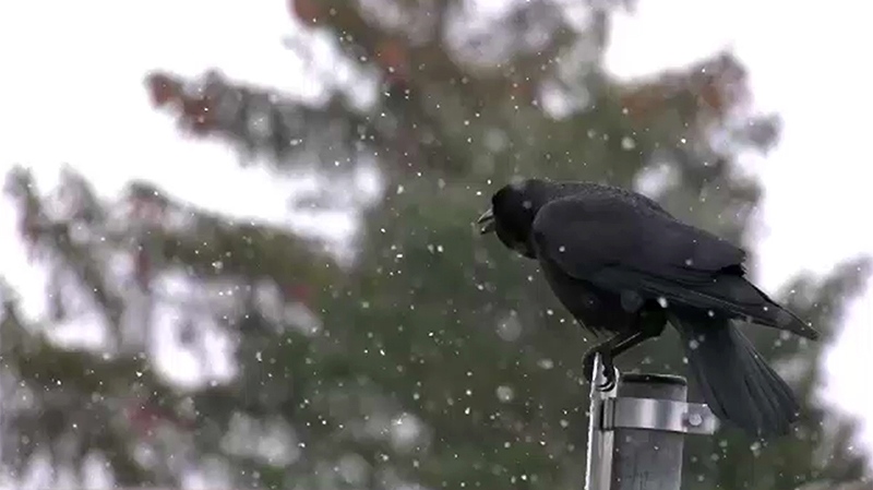 crow snow