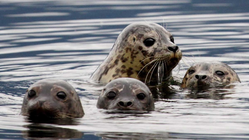 Rehabilitated harbour seals float in the waters of Howe Sound after being released back into the wild by the Vancouver Aquarium's Marine Mammal Rescue Centre in Porteau Cove, B.C., on Saturday Oct. 9, 2010. (Darryl Dyck / THE CANADIAN PRESS)