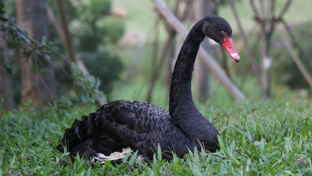 Black swan on Huawei's Shenzhen campus