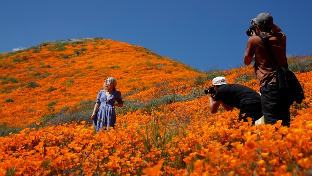 'Poppy apocalypse': flower-crazy crowds overwhelm California city | CTV ...