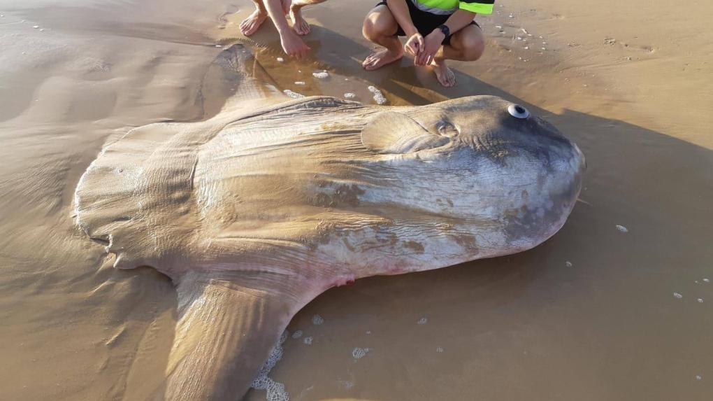 It looked fake': Giant odd-looking sunfish washes up on Australian beach