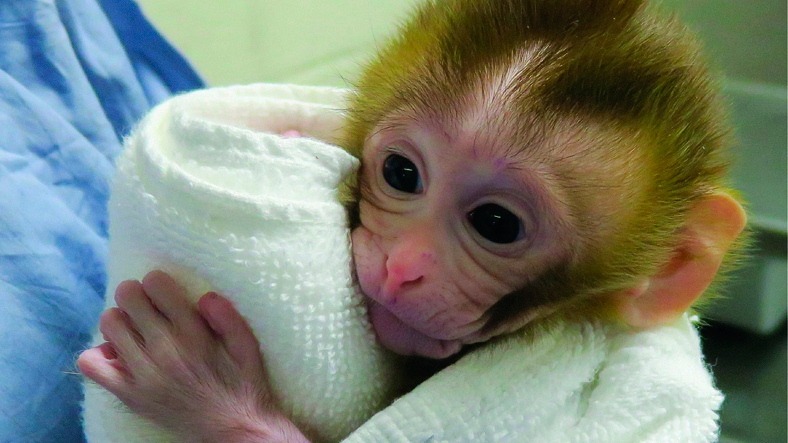 Monkey birth