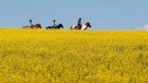 A woman and two young girls ride horses through a canola field near Cremona, Alta., on July 16, 2013. (THE CANADIAN PRESS / Jeff McIntosh)