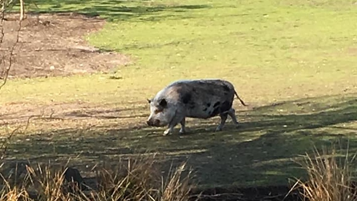 Pig spotted in Delta park