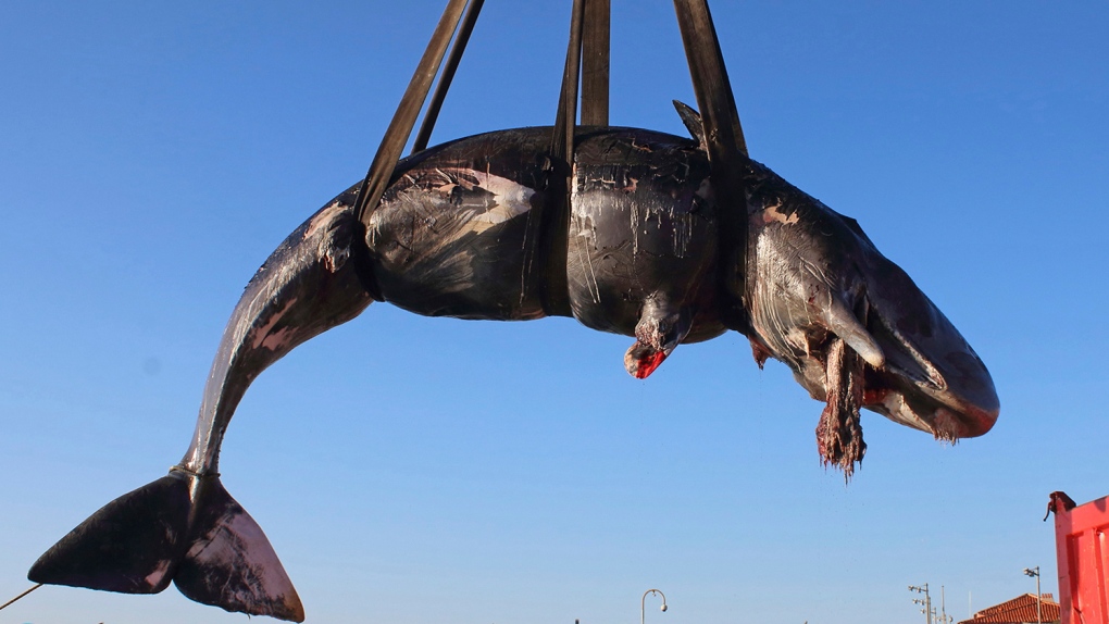sperm whale lifted onto truck in Sardina, Italy