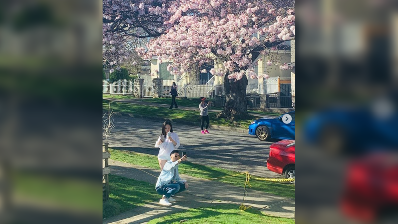 People pose for selfies on Graveley Street, one of the most popular cherry blossom photo destinations in Vancouver. (Instagram/CherryBlossomMadness)