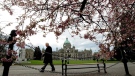 The British Columbia Legislature is framed by cherry blossoms as a pedestrian passes by in Victoria , B.C., on March 2, 2010. (Darryl Dyck / THE CANADIAN PRESS)