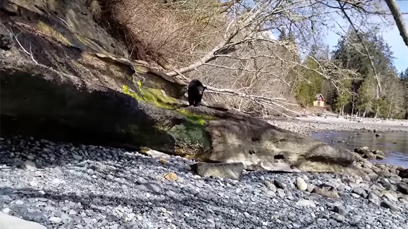 The video, posted to Reddit Tuesday, shows a bear lingering around a rocky beach near Shirley, B.C., west of Sooke. (YouTube)